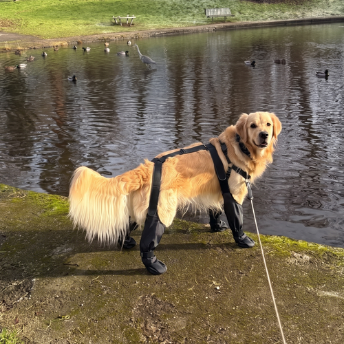 Waterproof Dog Leg Boots